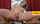 brazzers huge boobs big tits