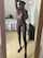 ebony shaved pussy