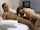 jav wife neighbor