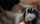 jav japan doggy