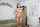 big ass big tits casting