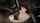 white girl bj bbc bj pale