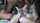 creampie interracial brunette