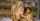 blonde amateur couple