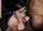 threesome brunette blowjob