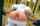 gape prolapse buttrose