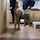camgirl amateur brunette