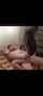 camgirl amateur brunette