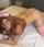 doggy cum cumshot