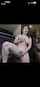 camgirl stand up squirt