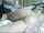 massage webcam amateur