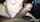 interracial blowjob bbc