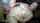 amateur bigtits mature