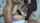 brunette bald pussy shaved pussy