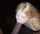 teen blonde blowjob