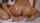 polly pons lesbian thai