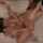 lesbian tribbing sinn sage