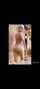 camgirl amateur brunette