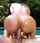 anal cowgirl thick