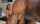 blacked damion dayski onlyfans