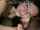 brunette amateur blowjob