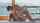 camgirl cumshoot big cock