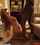 bbc interracial blowjob