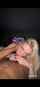 bbc interracial blowjob