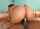 big ass big butt huge ass