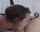 brunette oral ass licking