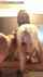 bbc interracial doggystyle