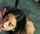 porn star teen brunette