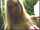 porn star big tits huge tits