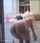 spycam ass shower