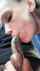 bbc interracial blowjob