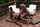ebony gangbang anal