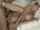 milf big tits big ass