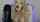 streamer blonde flashing