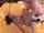 blowjob brunette forced