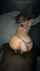 asian bbc interracial