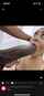 bbc blowjob cowgirl