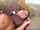 anal bbc first time