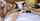 small tits big dick hotel
