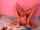 camgirl contortion flexible