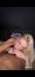bbc interracial blowjob