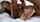 pronebone missionary sensual