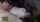 jav japanese train molestation