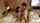 facing each other complete nude jav