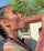 blowjob big cock brunette