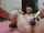 camgirl asian hitachi